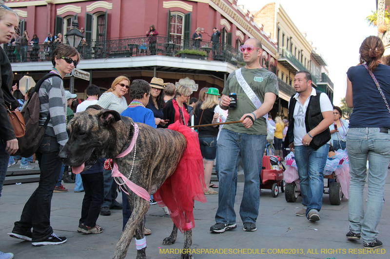 Mystic-Krewe-of-Barkus-2013-1423