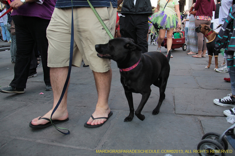 Mystic-Krewe-of-Barkus-2013-1427