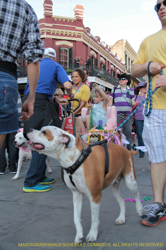 Mystic-Krewe-of-Barkus-2013-1436