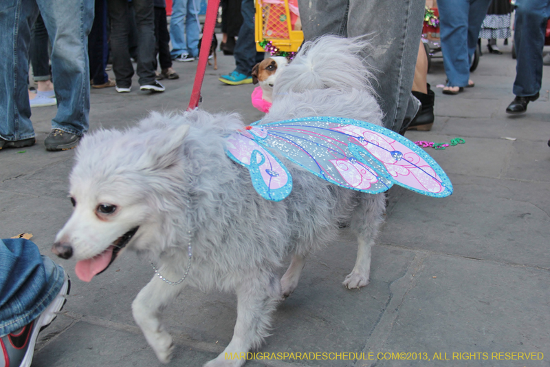 Mystic-Krewe-of-Barkus-2013-1439