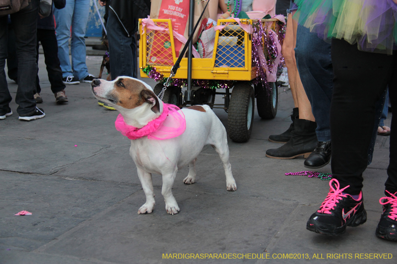 Mystic-Krewe-of-Barkus-2013-1440