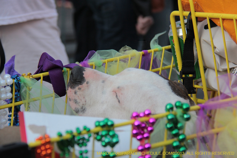 Mystic-Krewe-of-Barkus-2013-1455