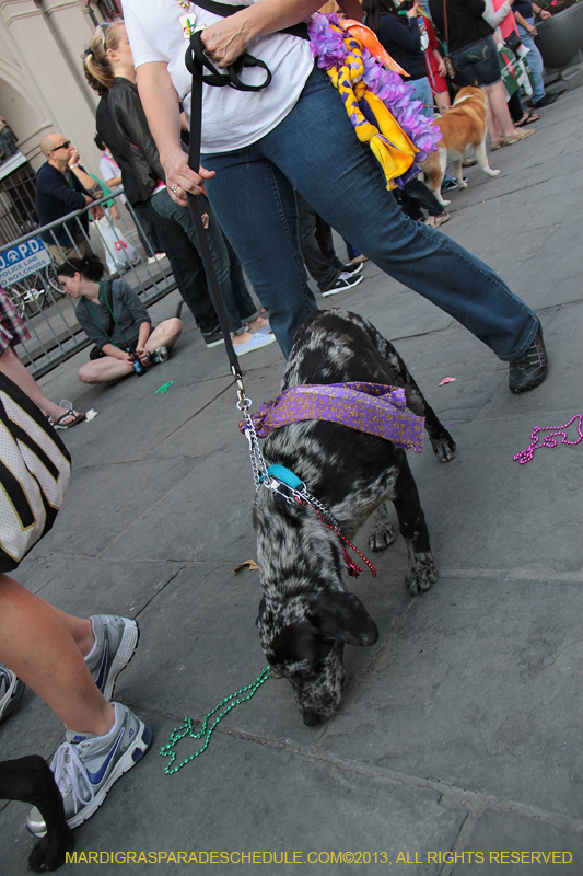 Mystic-Krewe-of-Barkus-2013-1459