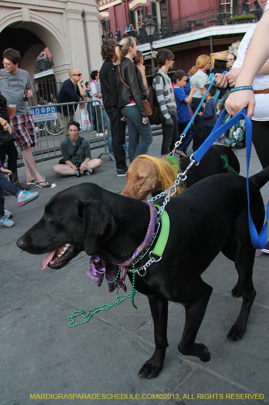 Mystic-Krewe-of-Barkus-2013-1460