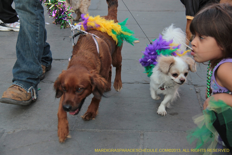 Mystic-Krewe-of-Barkus-2013-1466