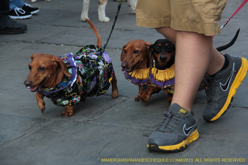 Mystic-Krewe-of-Barkus-2013-1467