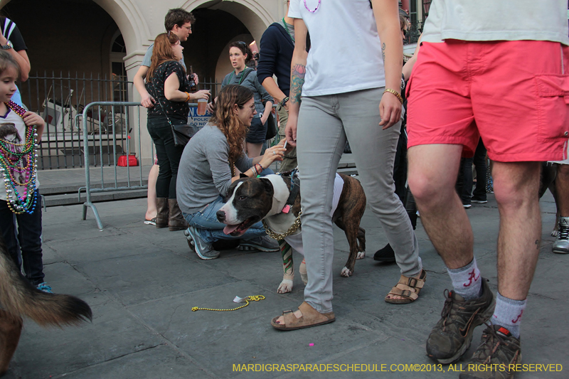 Mystic-Krewe-of-Barkus-2013-1498