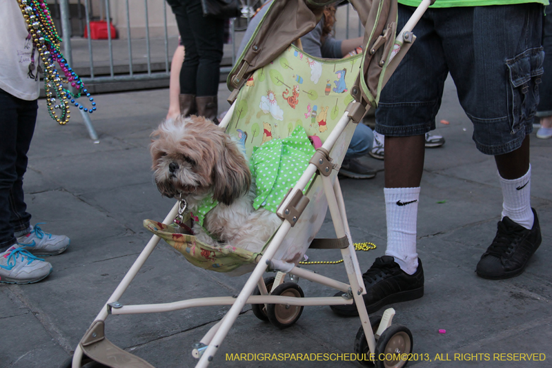 Mystic-Krewe-of-Barkus-2013-1500