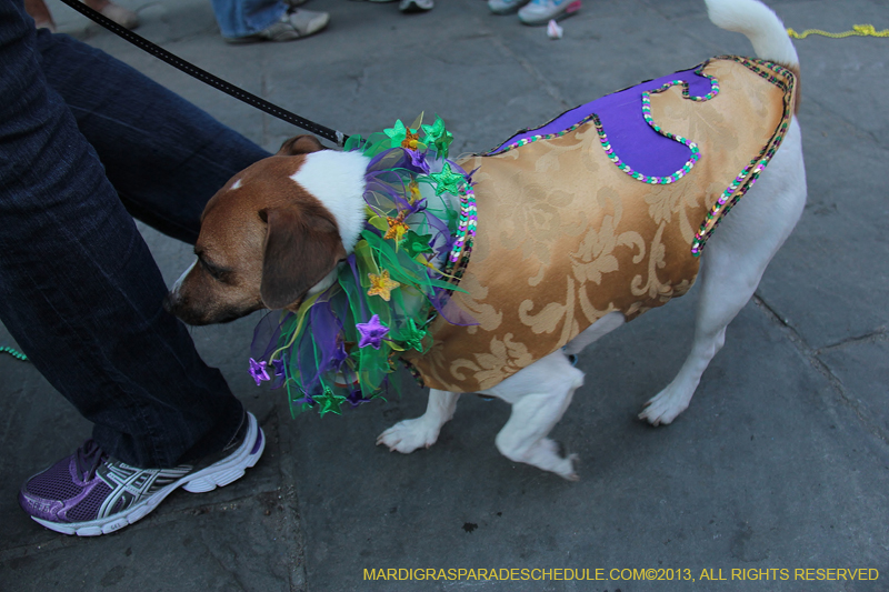 Mystic-Krewe-of-Barkus-2013-1505