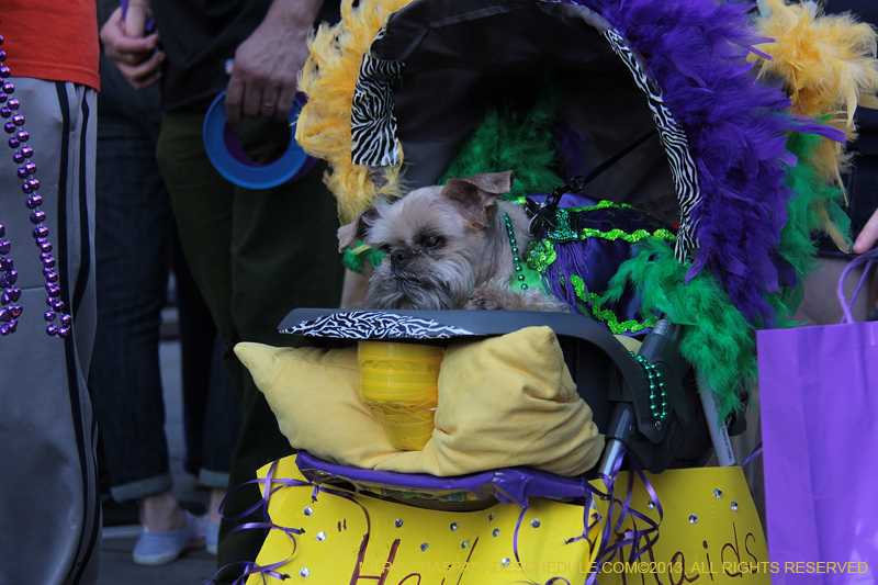 Mystic-Krewe-of-Barkus-2013-1507