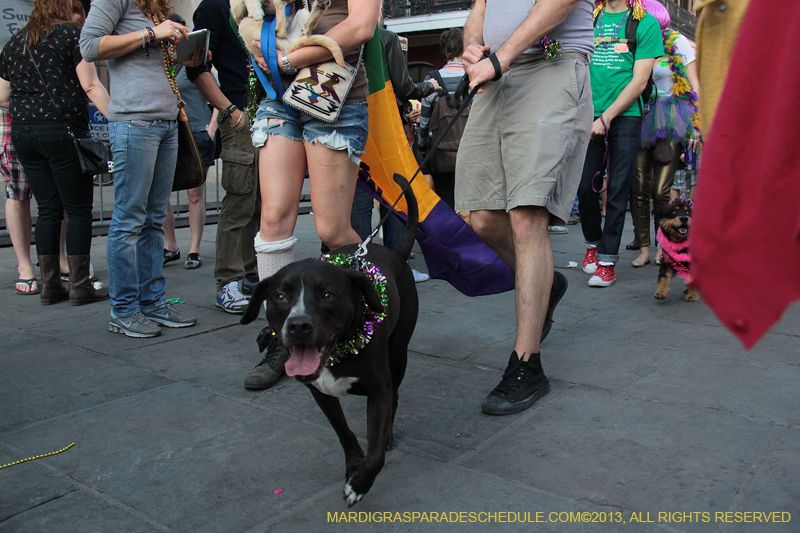 Mystic-Krewe-of-Barkus-2013-1512