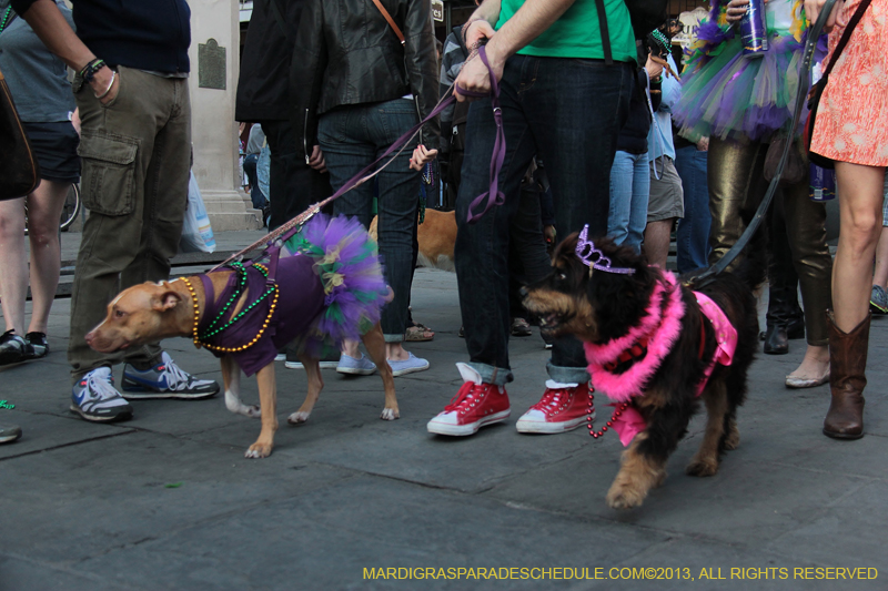 Mystic-Krewe-of-Barkus-2013-1513