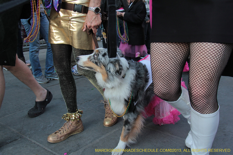 Mystic-Krewe-of-Barkus-2013-1516