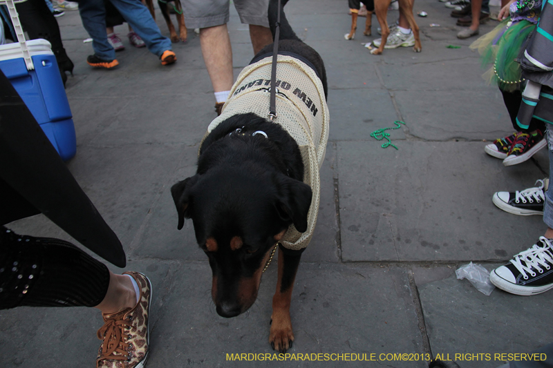 Mystic-Krewe-of-Barkus-2013-1523