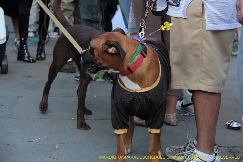 Mystic-Krewe-of-Barkus-2013-1527