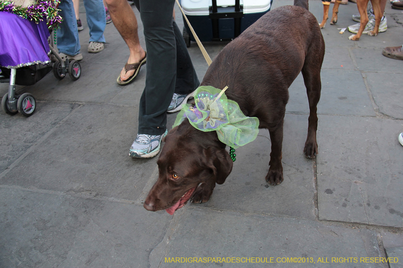 Mystic-Krewe-of-Barkus-2013-1529