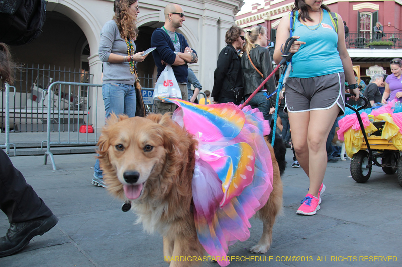 Mystic-Krewe-of-Barkus-2013-1539