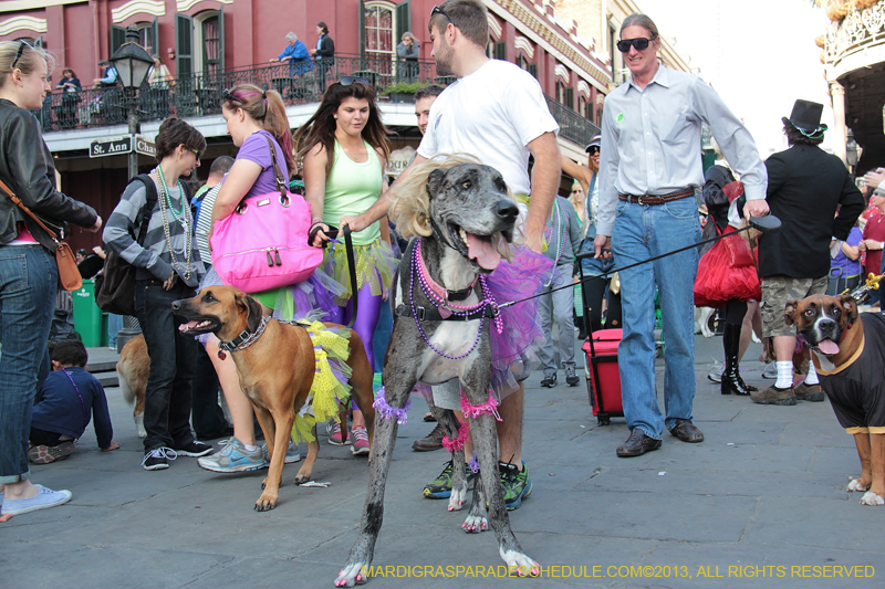 Mystic-Krewe-of-Barkus-2013-1540