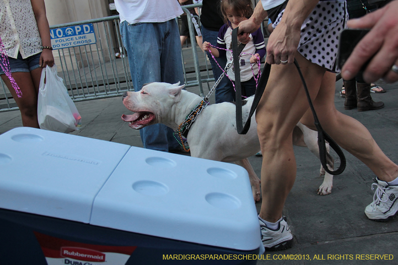 Mystic-Krewe-of-Barkus-2013-1557