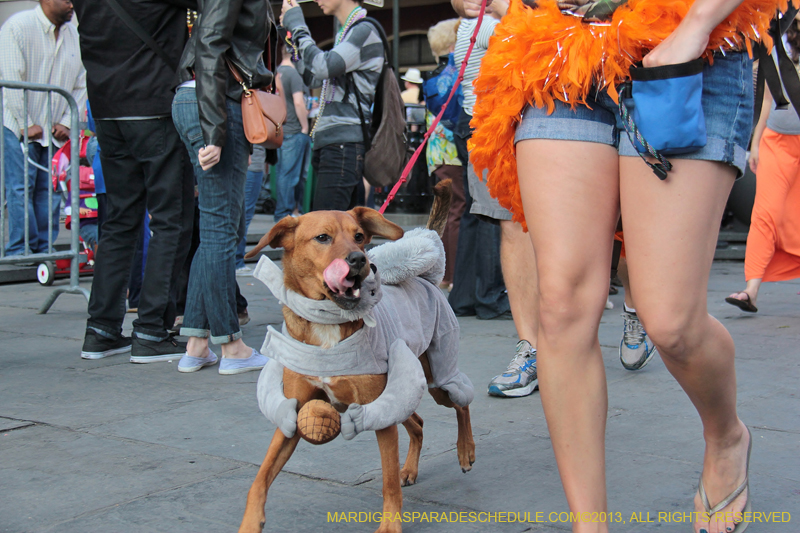 Mystic-Krewe-of-Barkus-2013-1571