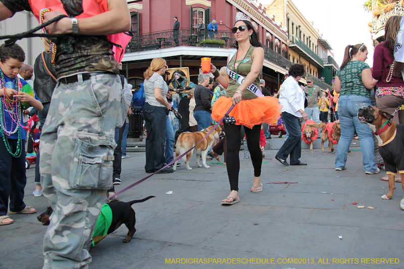 Mystic-Krewe-of-Barkus-2013-1576