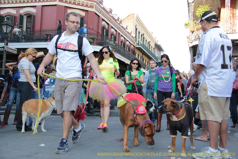 Mystic-Krewe-of-Barkus-2013-1582