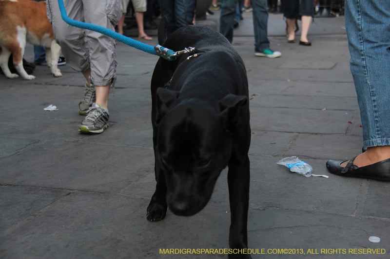 Mystic-Krewe-of-Barkus-2013-1600