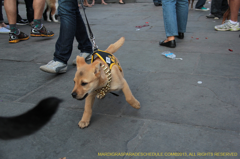 Mystic-Krewe-of-Barkus-2013-1601