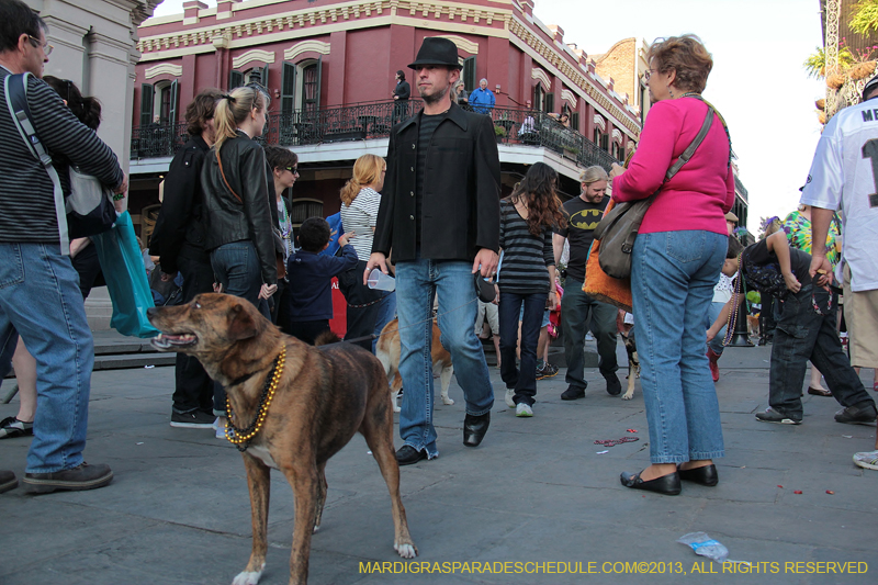 Mystic-Krewe-of-Barkus-2013-1602