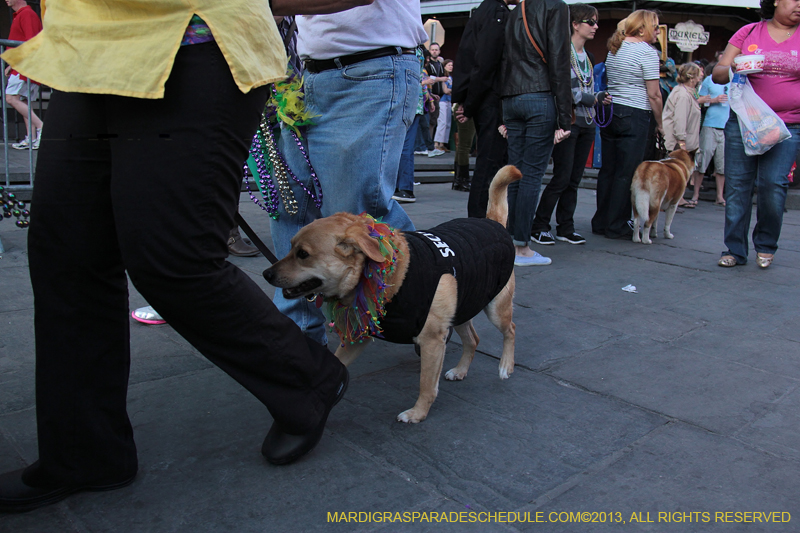 Mystic-Krewe-of-Barkus-2013-1607