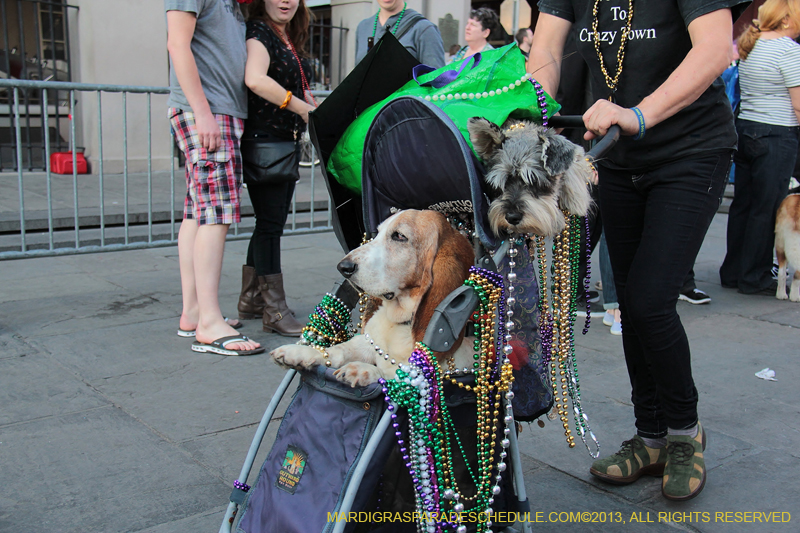 Mystic-Krewe-of-Barkus-2013-1609