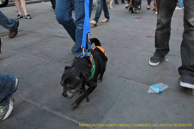 Mystic-Krewe-of-Barkus-2013-1614