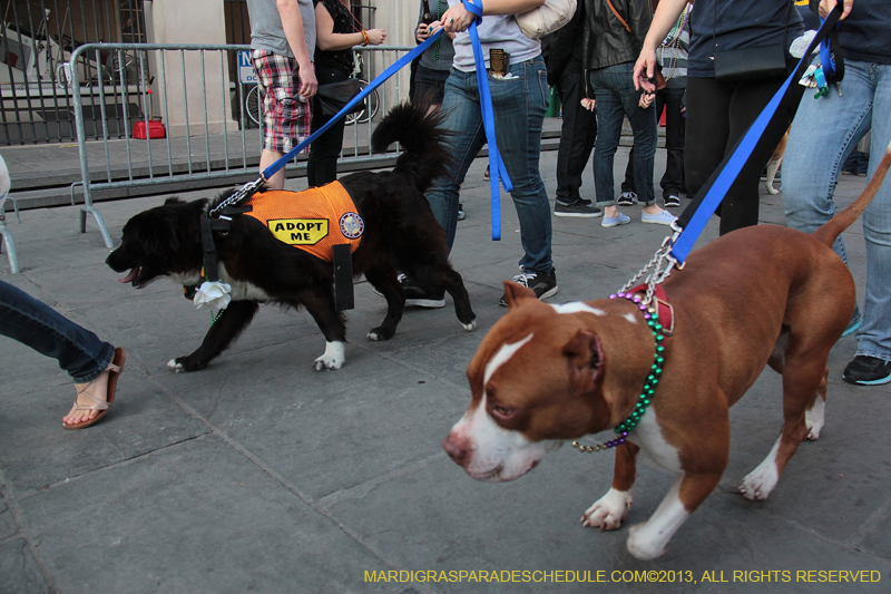 Mystic-Krewe-of-Barkus-2013-1616