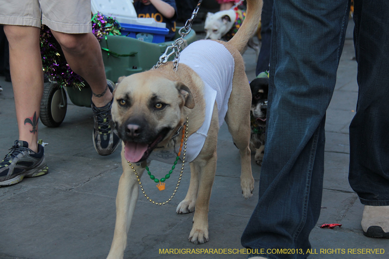 Mystic-Krewe-of-Barkus-2013-1617