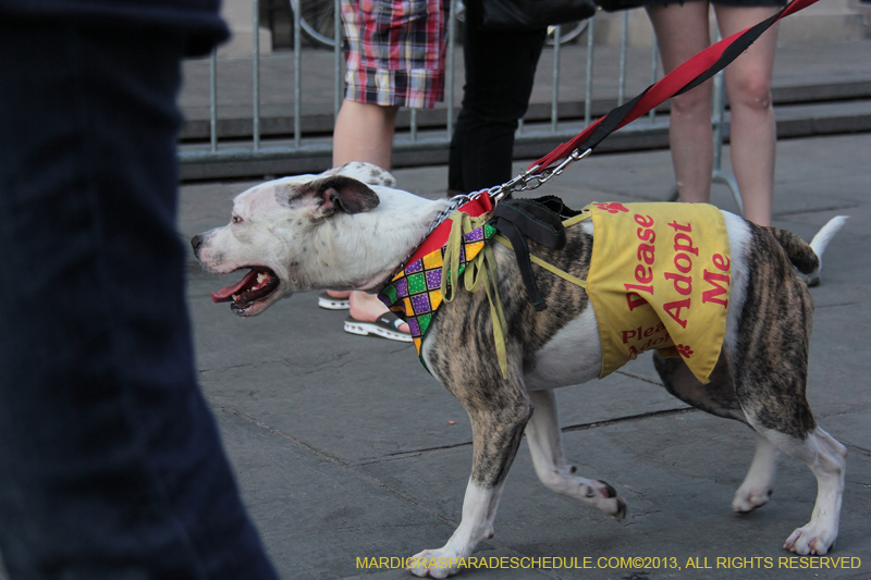 Mystic-Krewe-of-Barkus-2013-1619