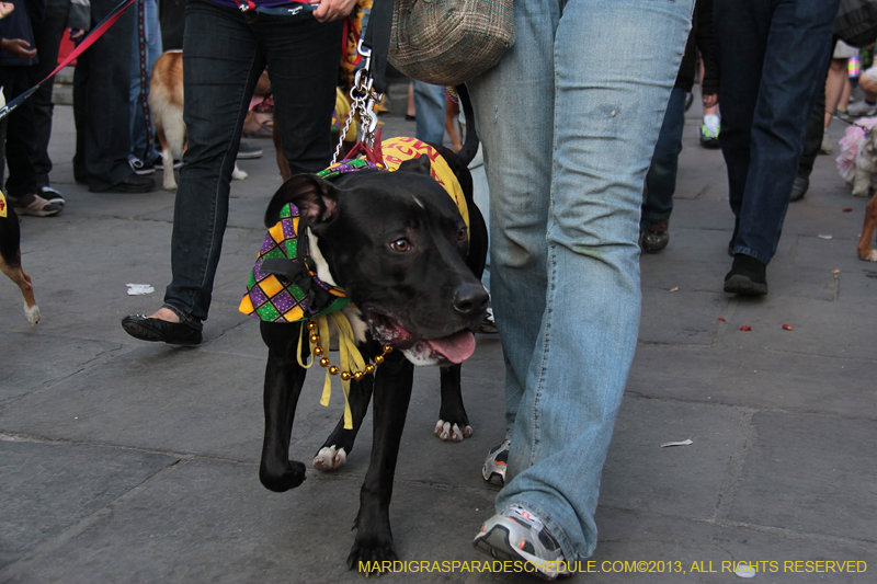 Mystic-Krewe-of-Barkus-2013-1620