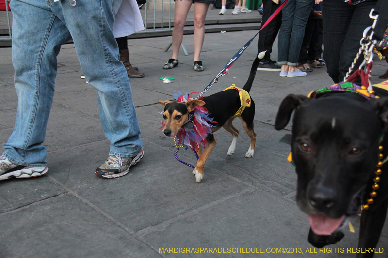 Mystic-Krewe-of-Barkus-2013-1621