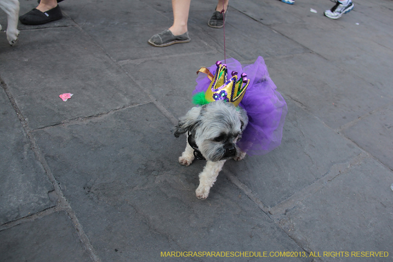 Mystic-Krewe-of-Barkus-2013-1627