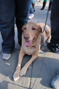 Mystic-Krewe-of-Barkus-2013-1224