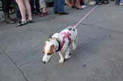 Mystic-Krewe-of-Barkus-2013-1236