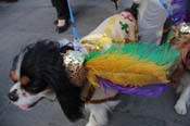 Mystic-Krewe-of-Barkus-2013-1266