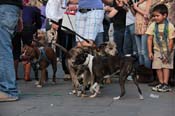 Mystic-Krewe-of-Barkus-2013-1274