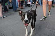 Mystic-Krewe-of-Barkus-2013-1275