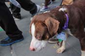 Mystic-Krewe-of-Barkus-2013-1339