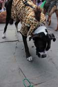 Mystic-Krewe-of-Barkus-2013-1346