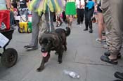 Mystic-Krewe-of-Barkus-2013-1350