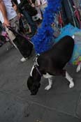 Mystic-Krewe-of-Barkus-2013-1372