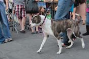 Mystic-Krewe-of-Barkus-2013-1383