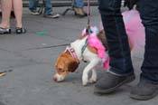 Mystic-Krewe-of-Barkus-2013-1394