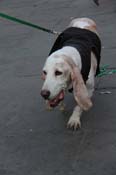 Mystic-Krewe-of-Barkus-2013-1396